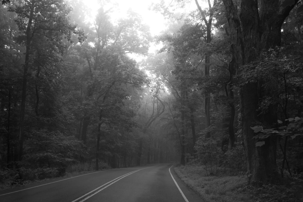 black and white landscape photo of road in the woods on a foggy morning 