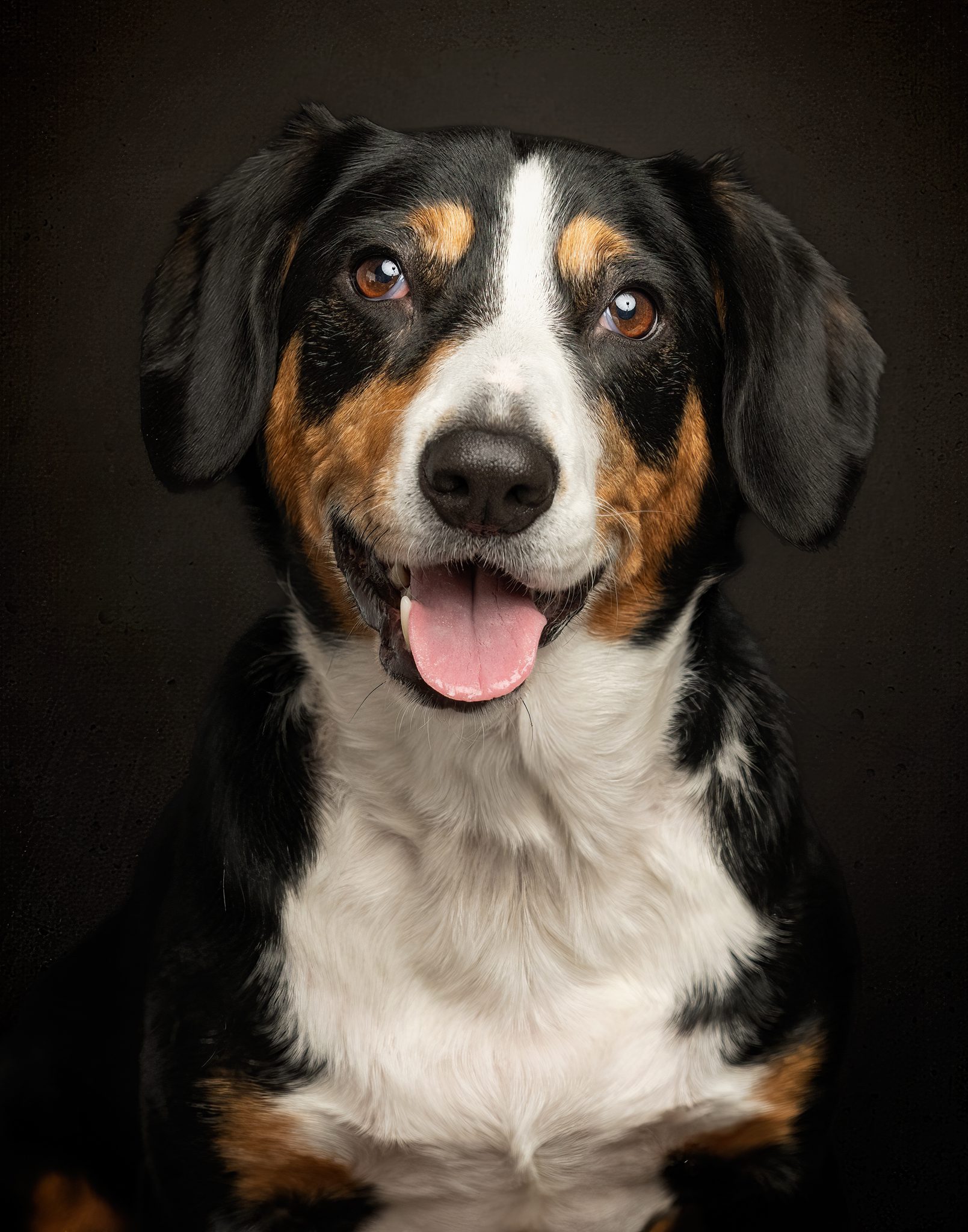 dog photography
