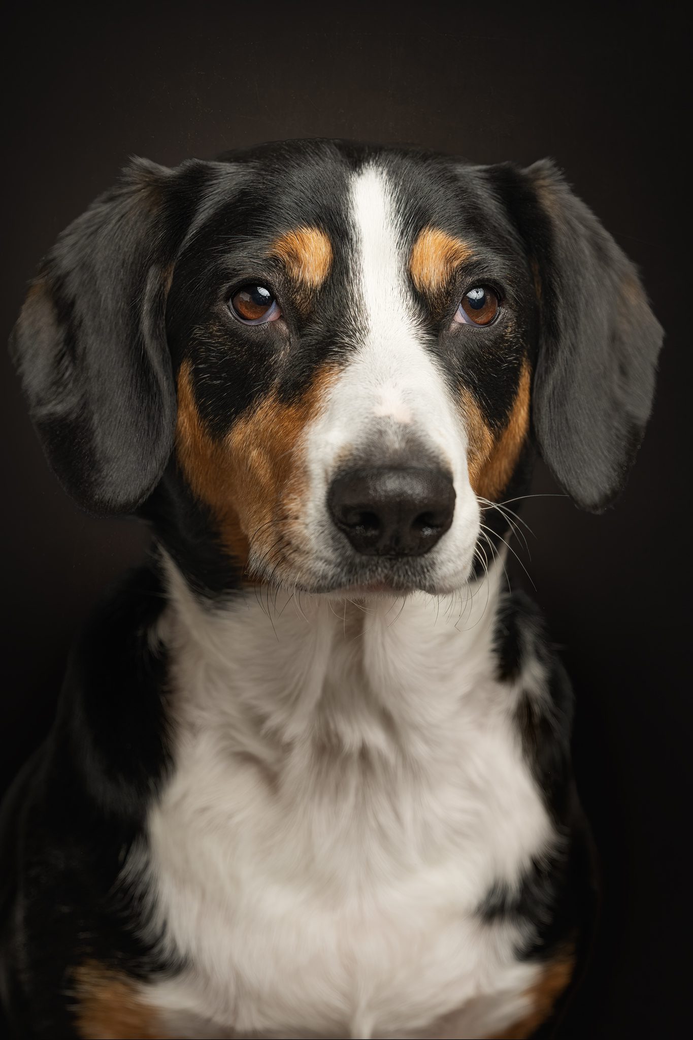 professional studio photoshoot with Zena the entlebucher mountain dog