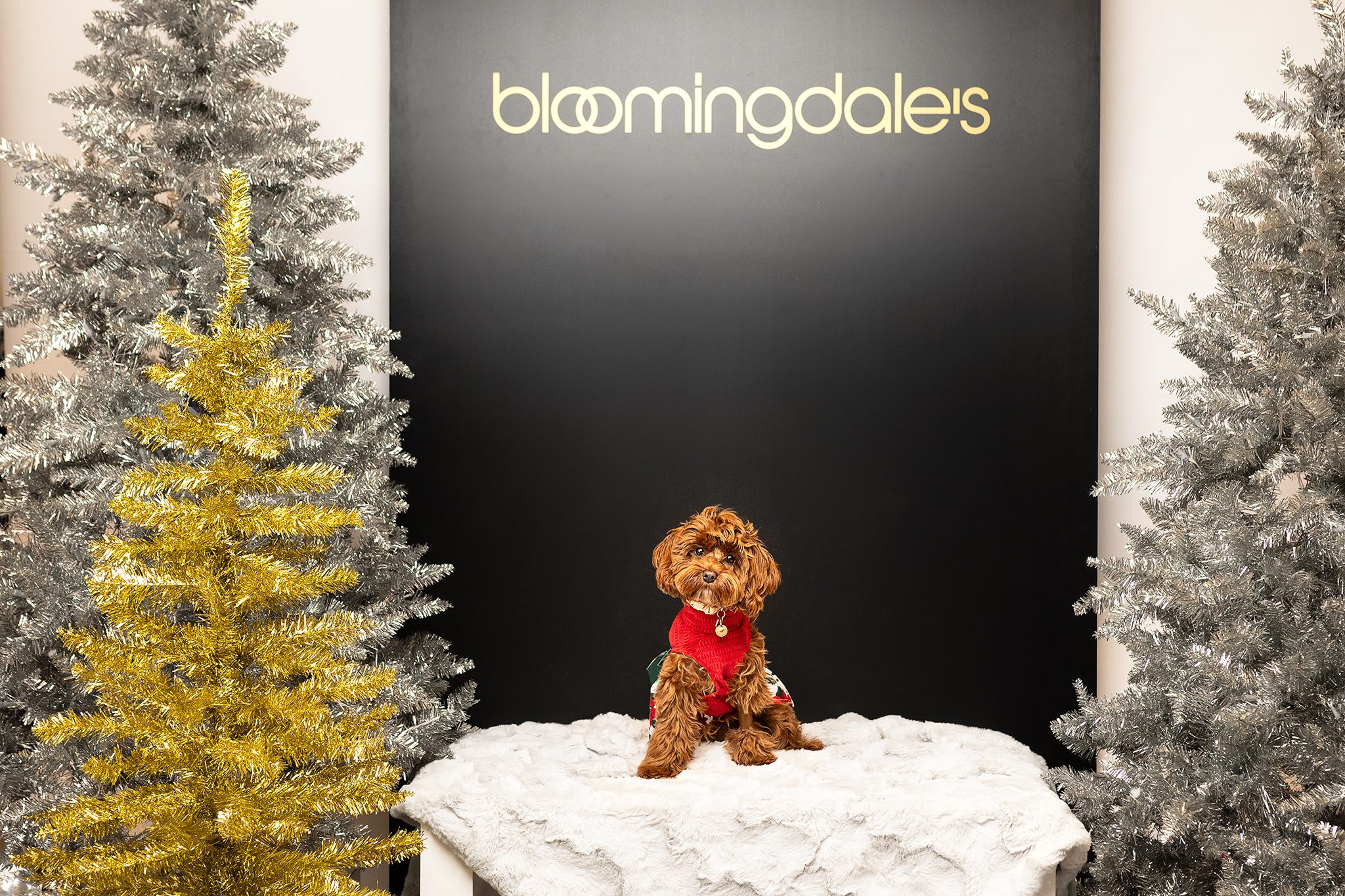 Willowbrook Mall Bloomingdale's Pet Portrait Event capturing adorable pups with Joan