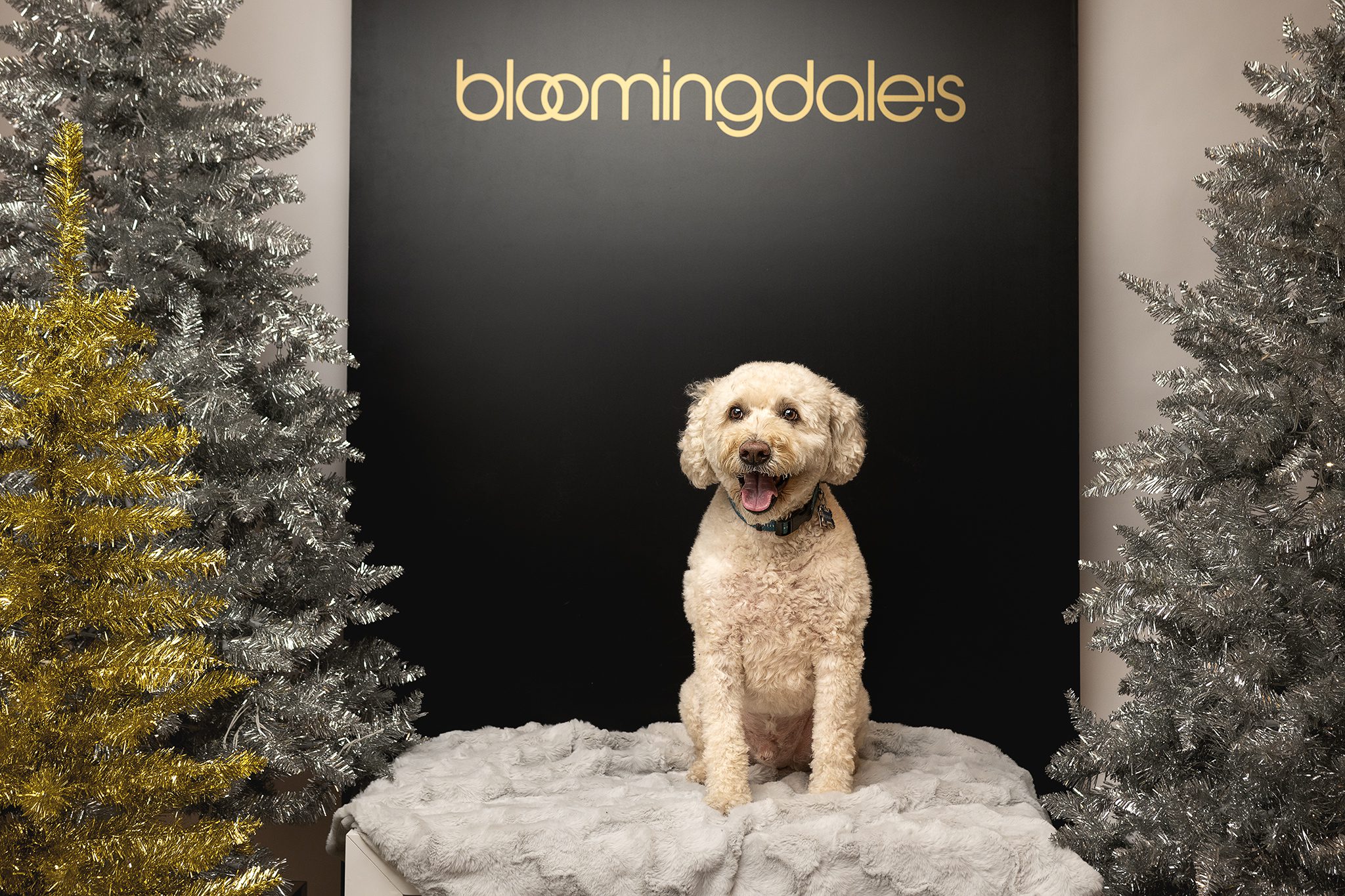Willowbrook Mall Bloomingdale's Pet Portrait Event capturing adorable pups with Joan
