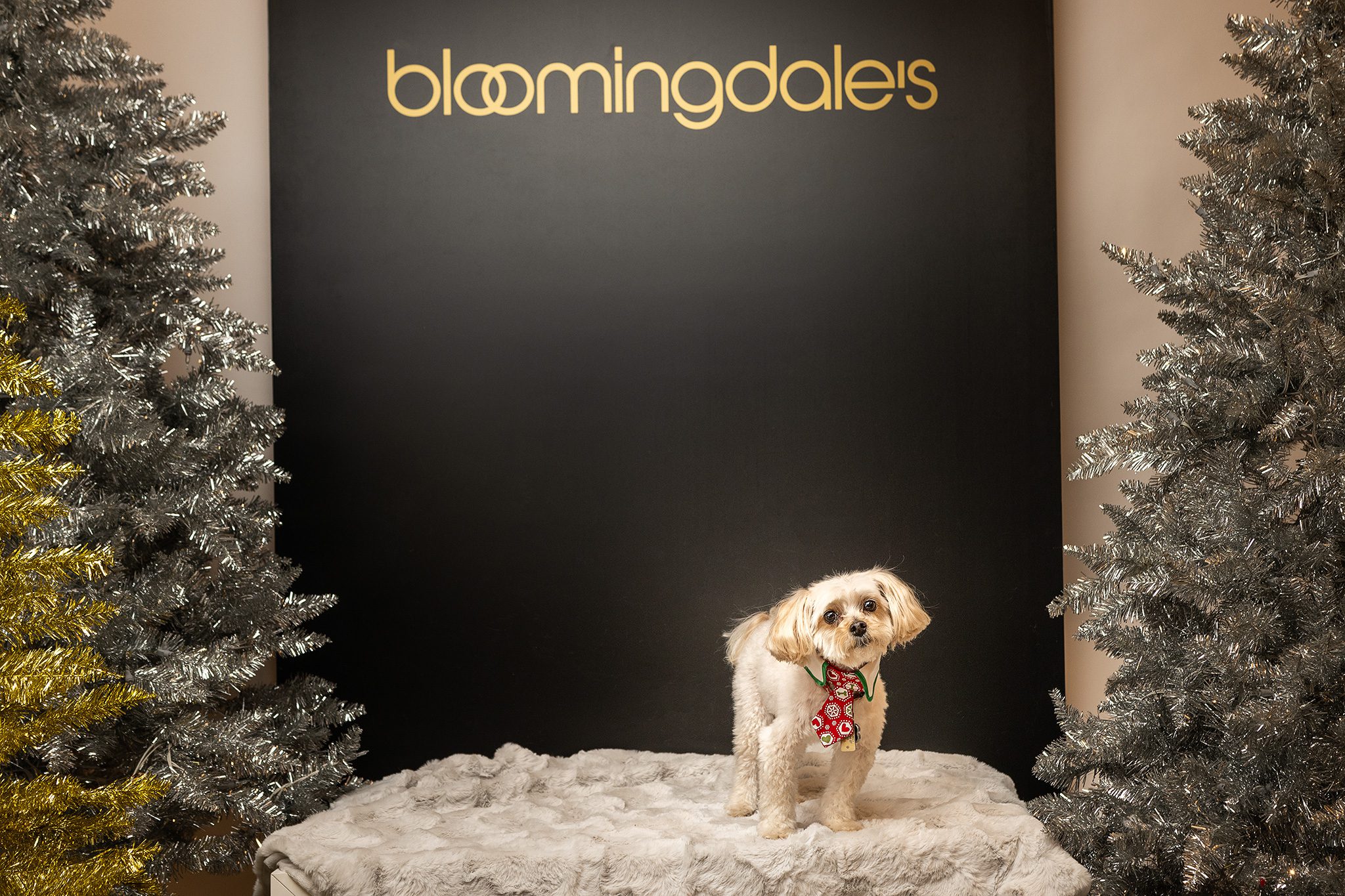 Willowbrook Mall Bloomingdale's Pet Portrait Event capturing adorable pups with Joan