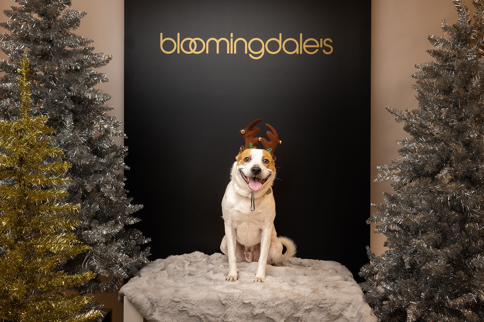 Willowbrook Mall Bloomingdale's Pet Portrait Event capturing adorable pups with Joan Marie Photography