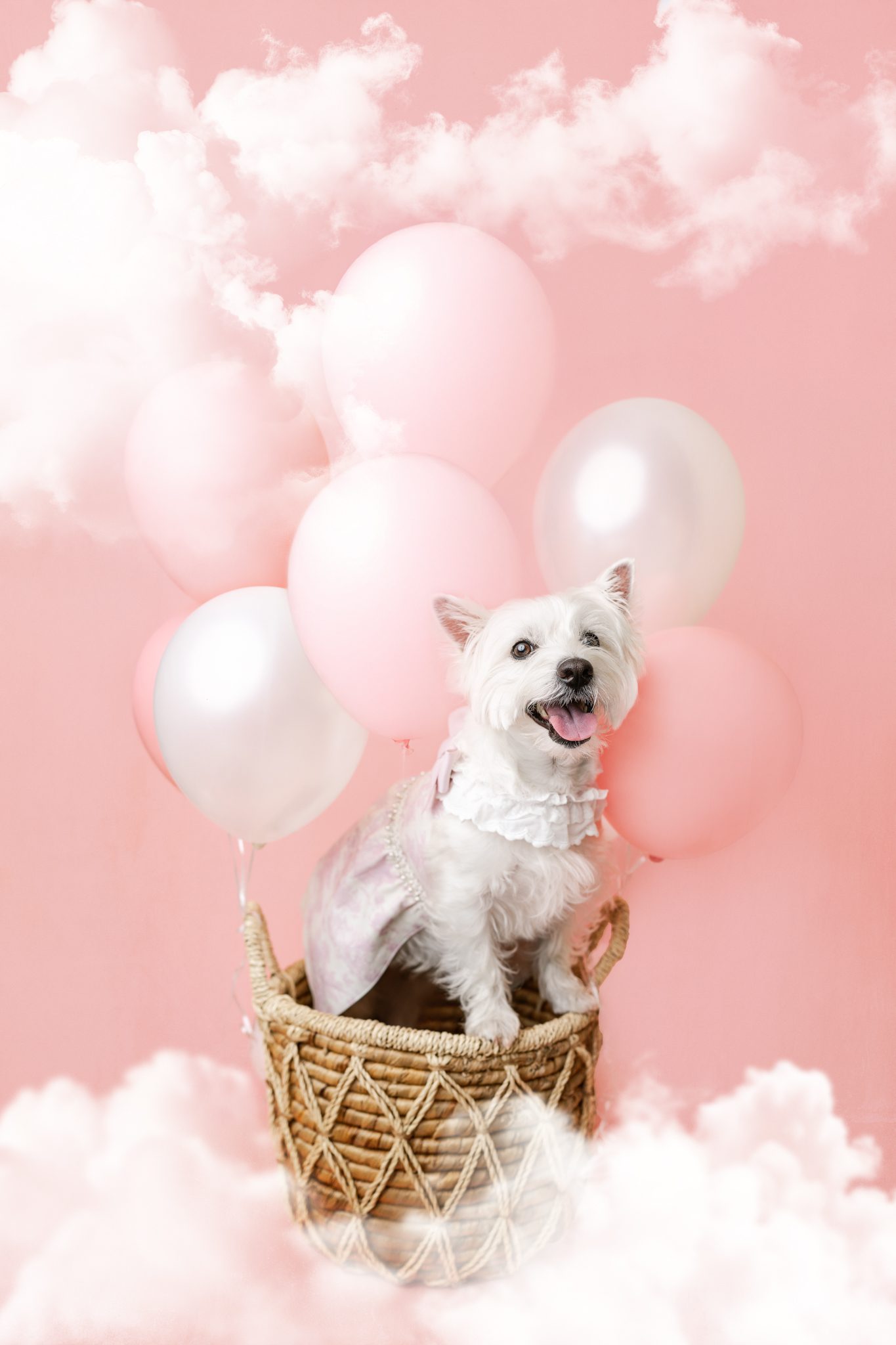 West Highland Terrier dog birthday portrait with hot air balloon set – luxury pet photoshoot in Scotch Plains NJ