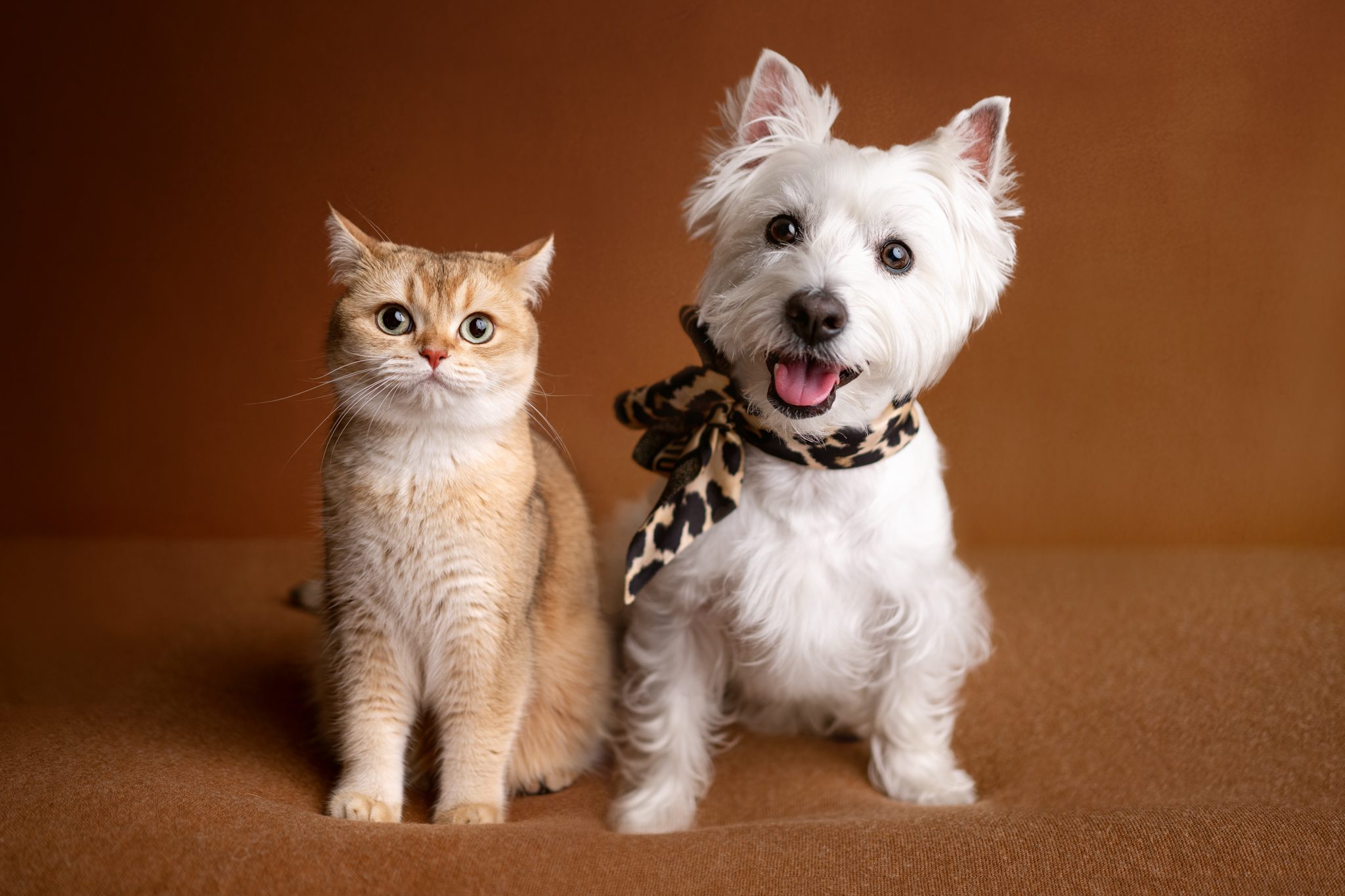 Studio portrait of British Shorthair cat and West Highland Terrrier on warm brown backdrop – fine art cat photography
