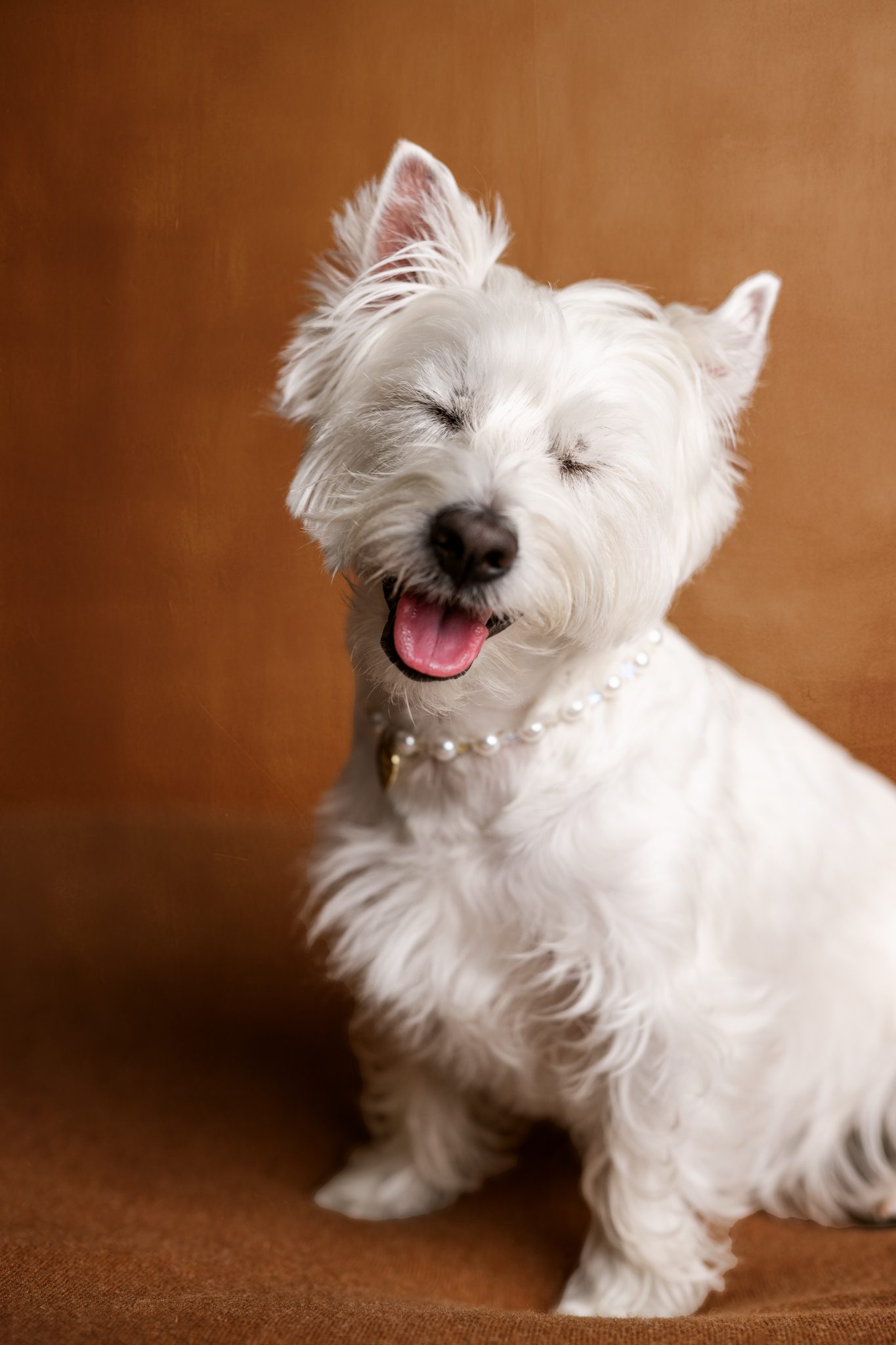 Toba the Westie formal studio dog portrait with brown backdrop – fine art pet photography NJ