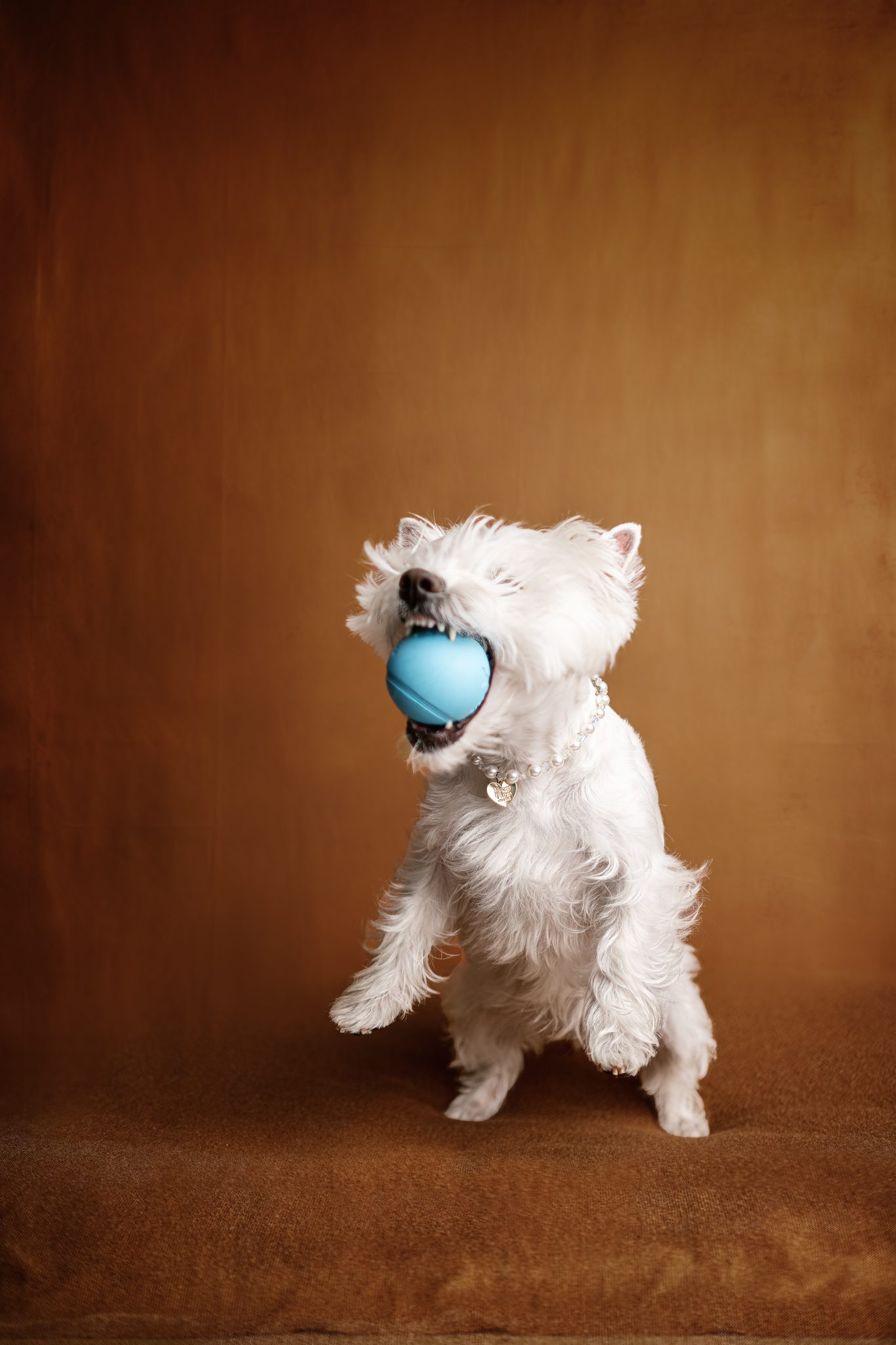 Toba the Westie formal studio dog portrait with brown backdrop – fine art pet photography NJ