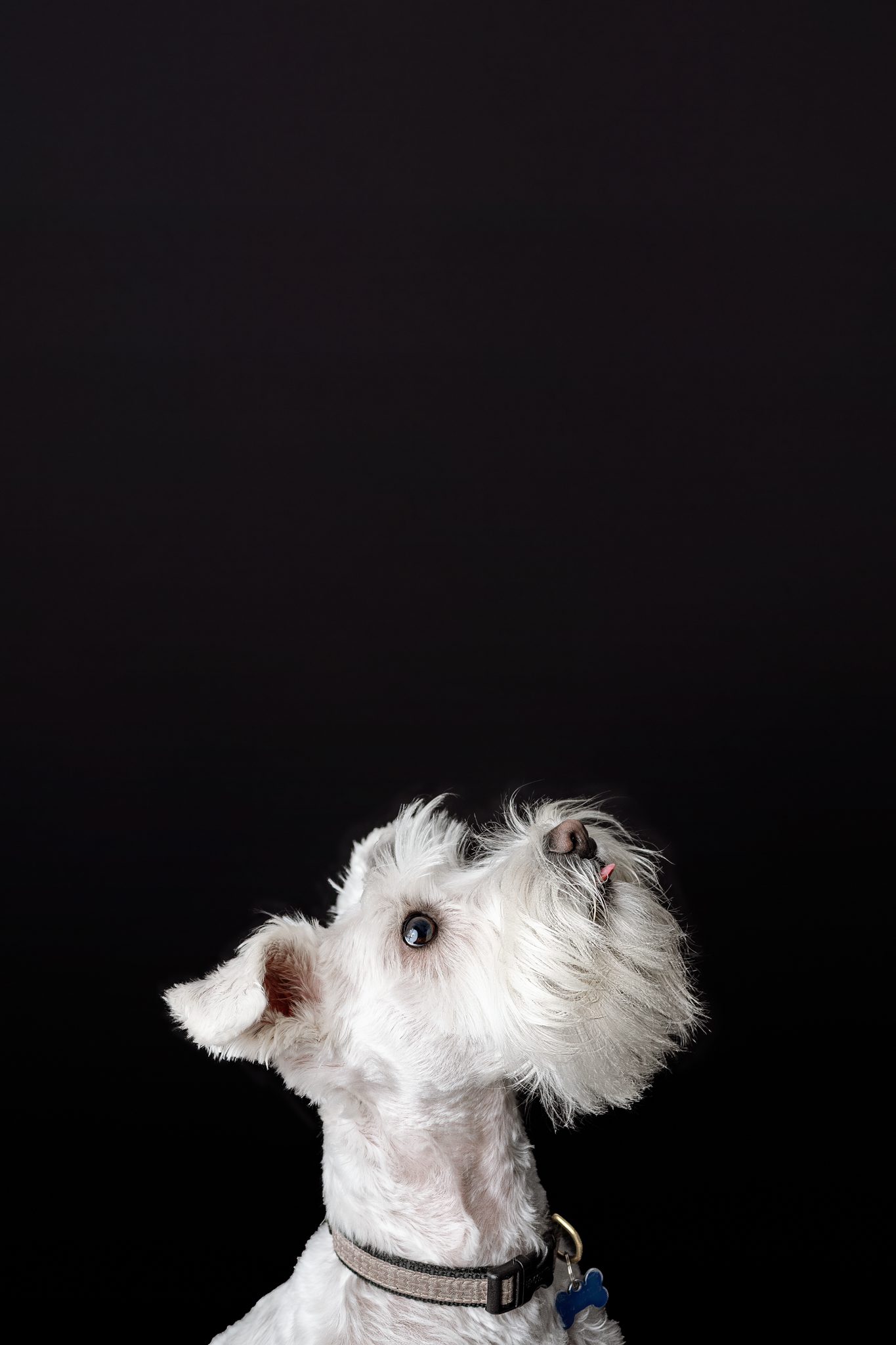side portrait of a white schnauzer