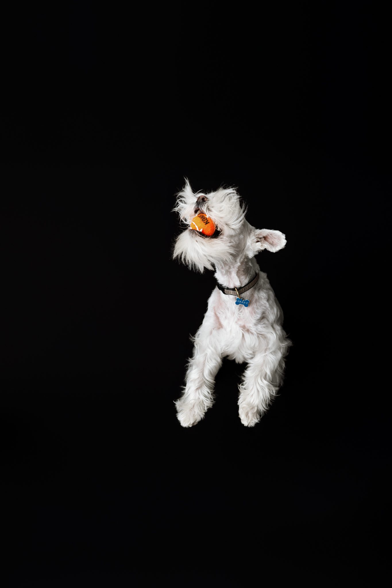 white schnauzer jumps and catches orange kong ball in mid air