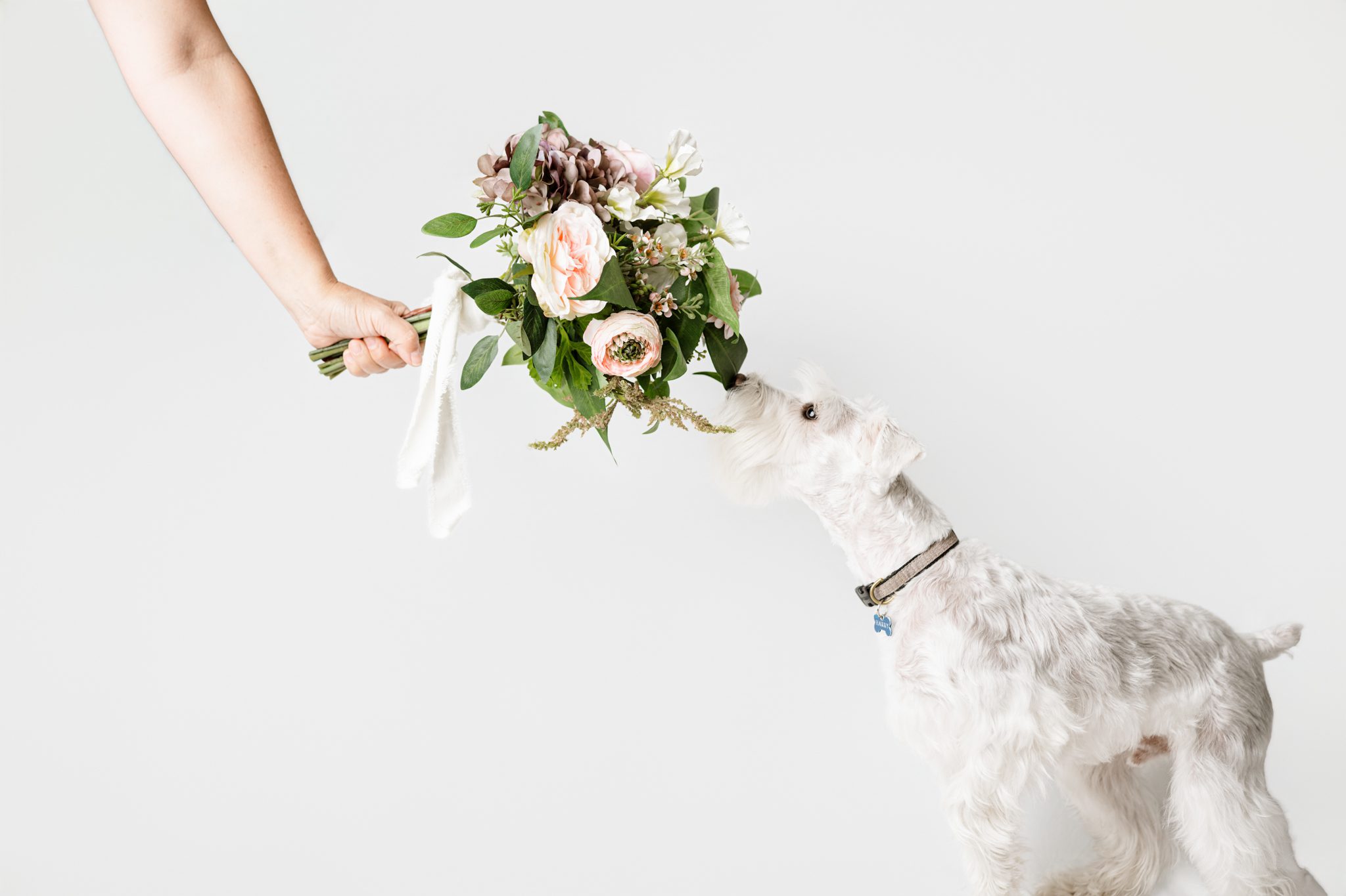 white schnauzer smelling flowers at studio photoshoot in scotch plains nj