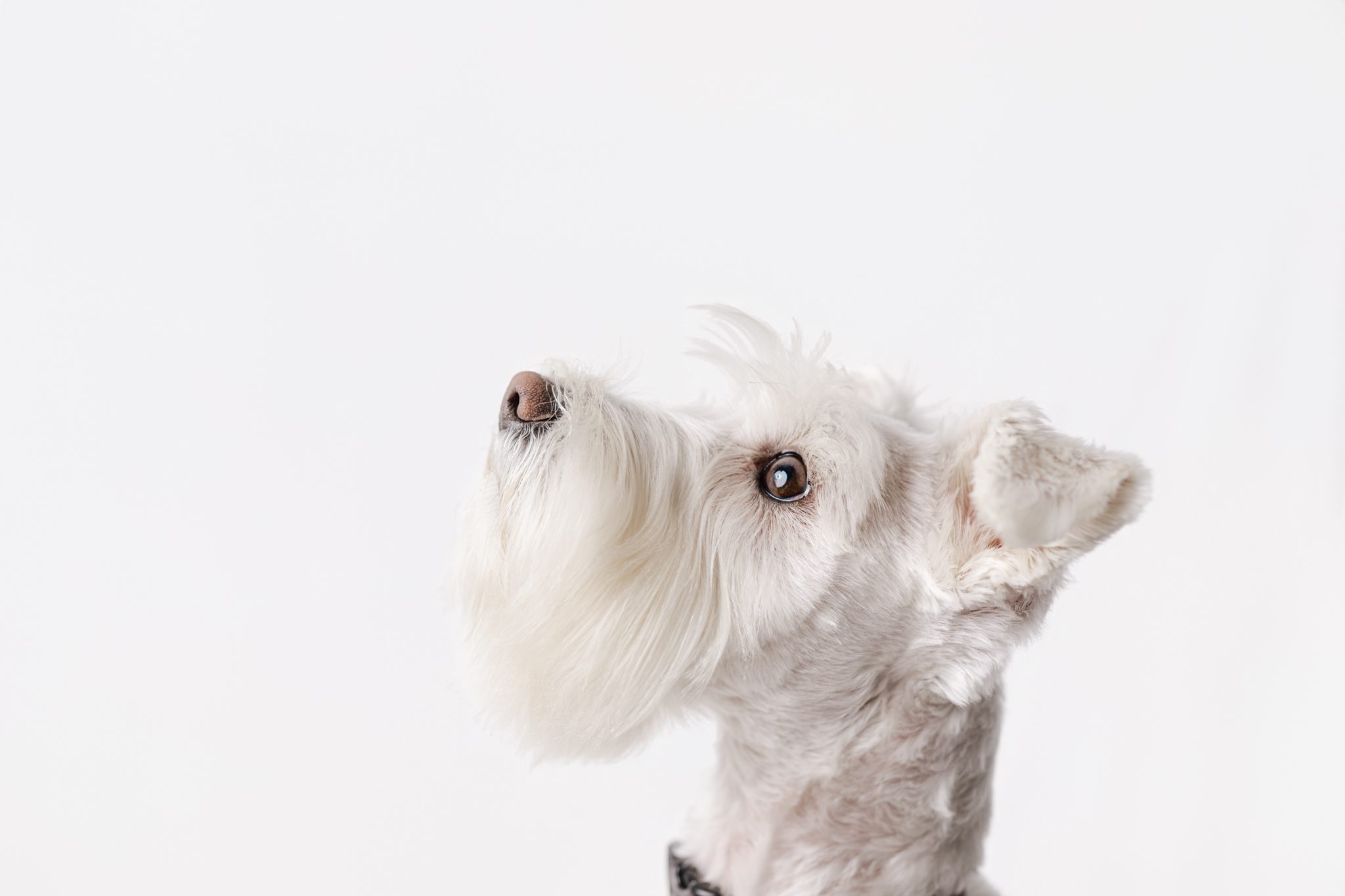 side portrait of a white schnauzer at professional photoshoot in scotch plains nj