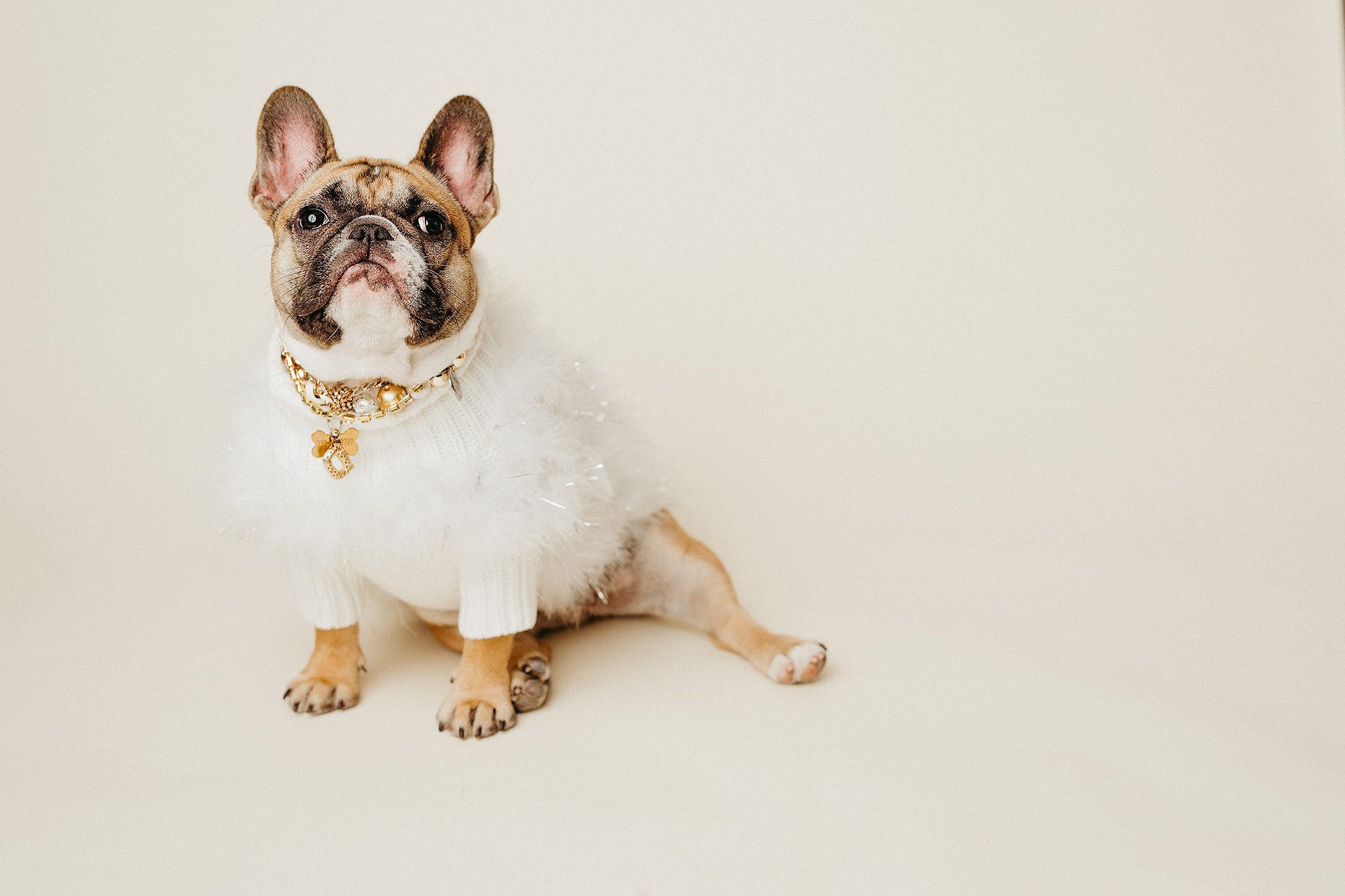 french bulldog in a pretty white sweater at her professional photography shoot