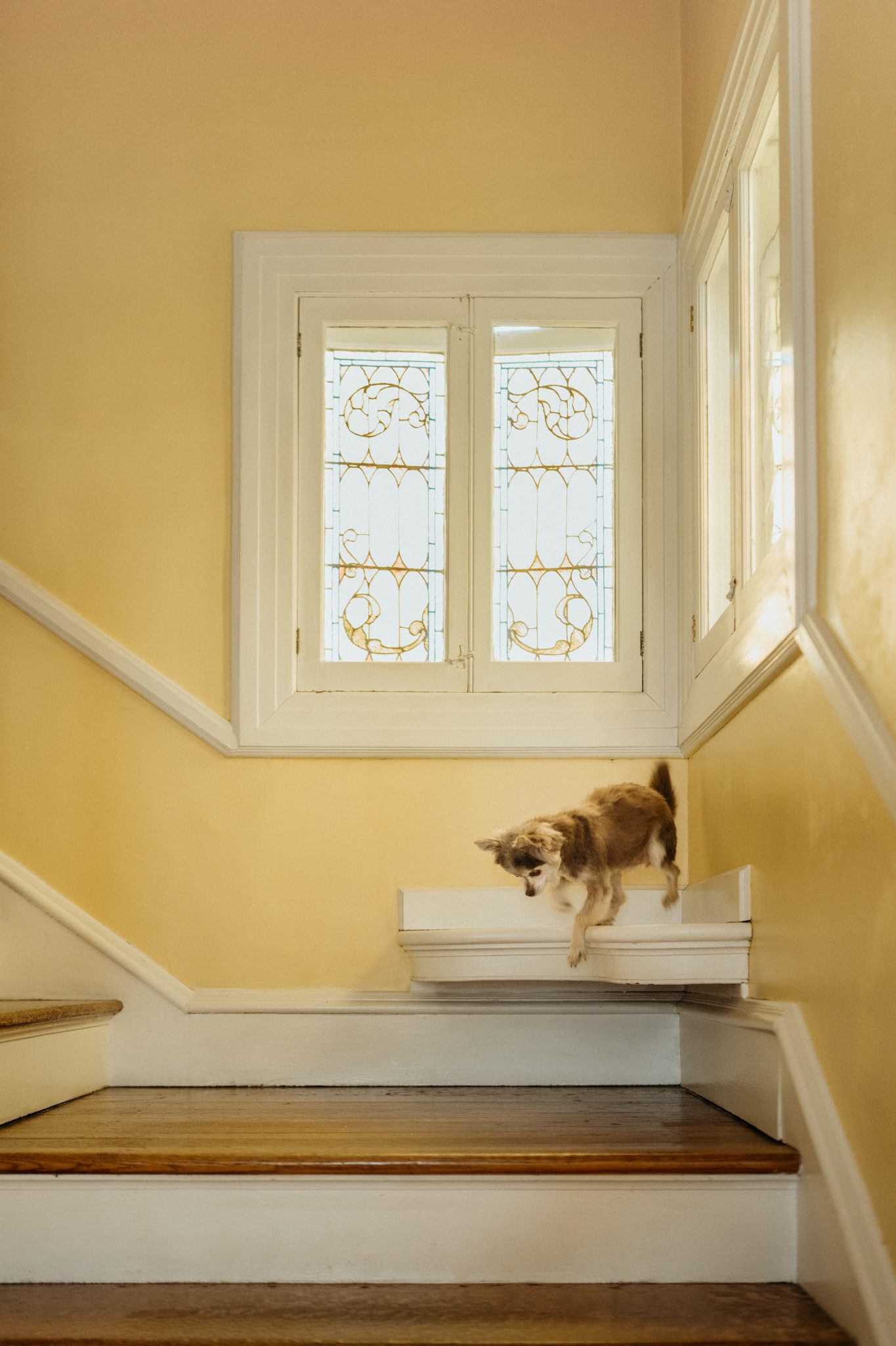 little dog about to step off of a landing on stairs in an in-home pet portrait session