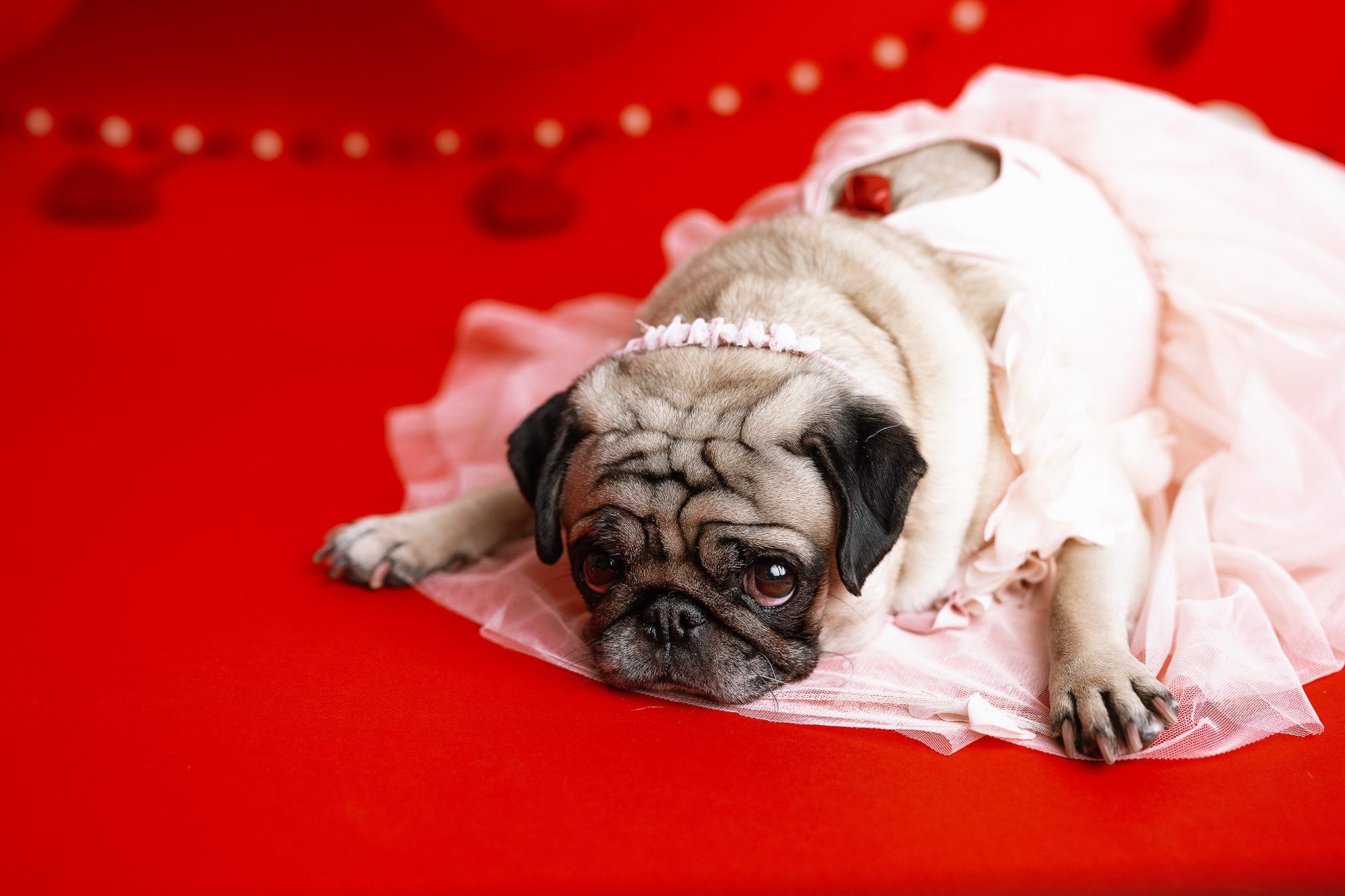 toy pug posing at her valentine's day photoshoot with nj pet photographer joan marie in scotch plains